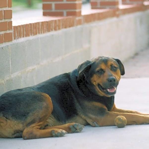 Photo of Tyson