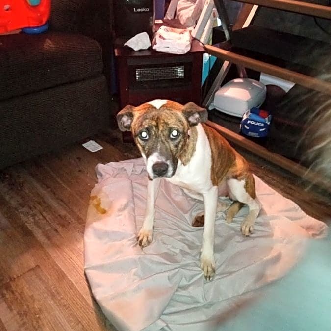 Photo of Delilah