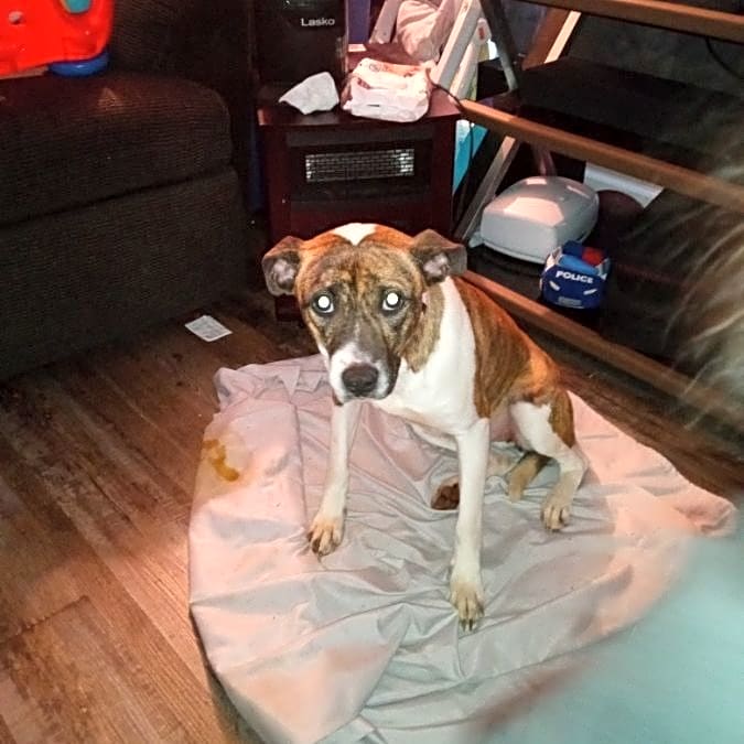 Photo of Delilah