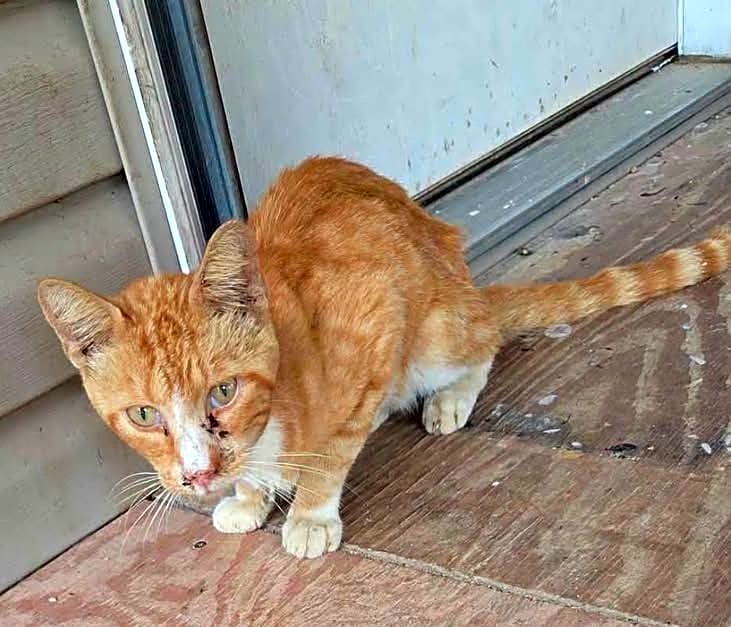 Photo of Ginger