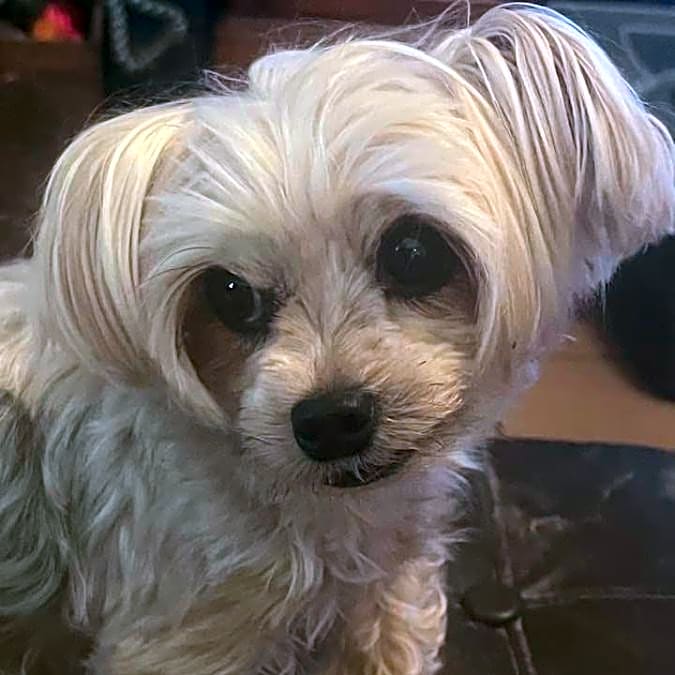 Photo of Missy Prissy