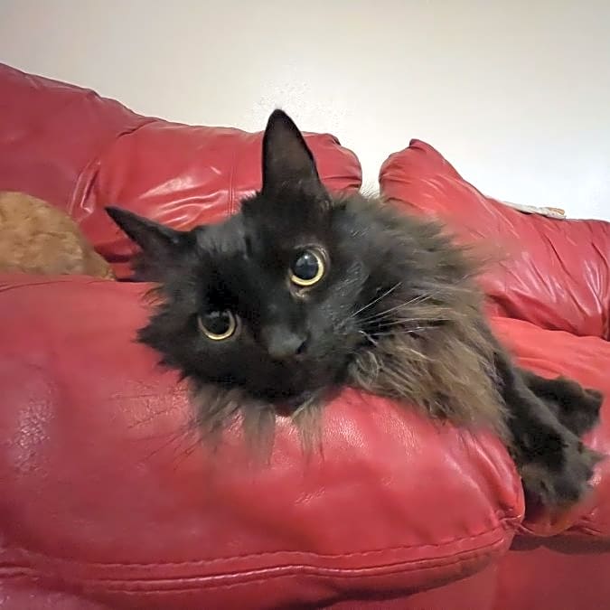 Photo of Cleo