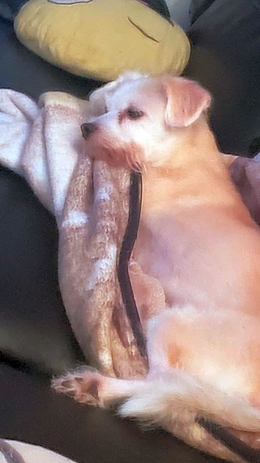 Photo of Muneca