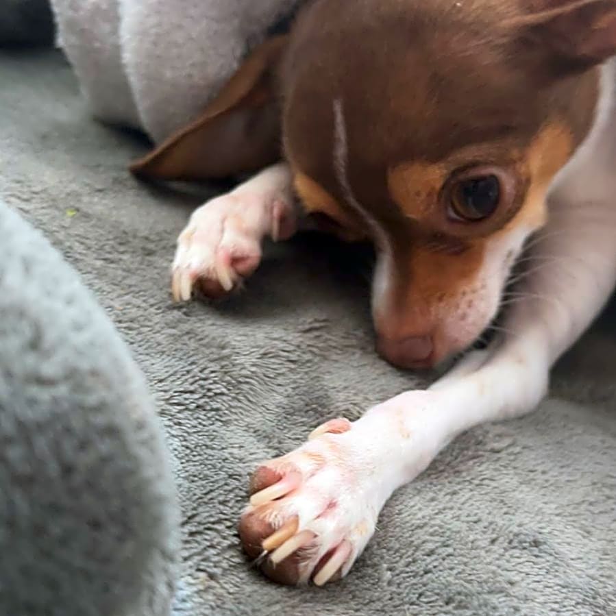 Photo of Coco