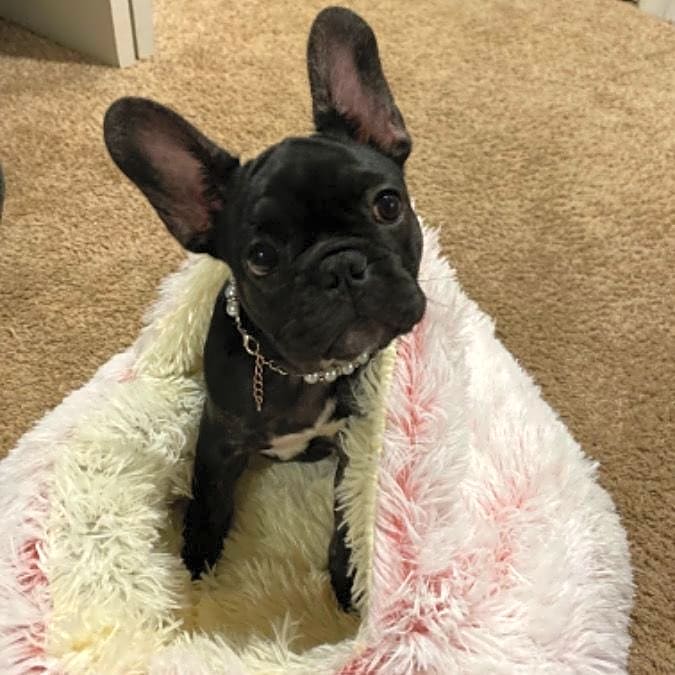 Photo of Willow