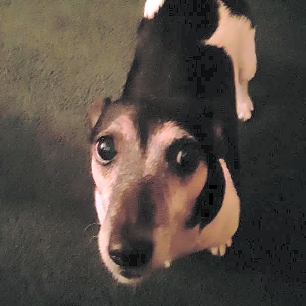 Photo of Peanut