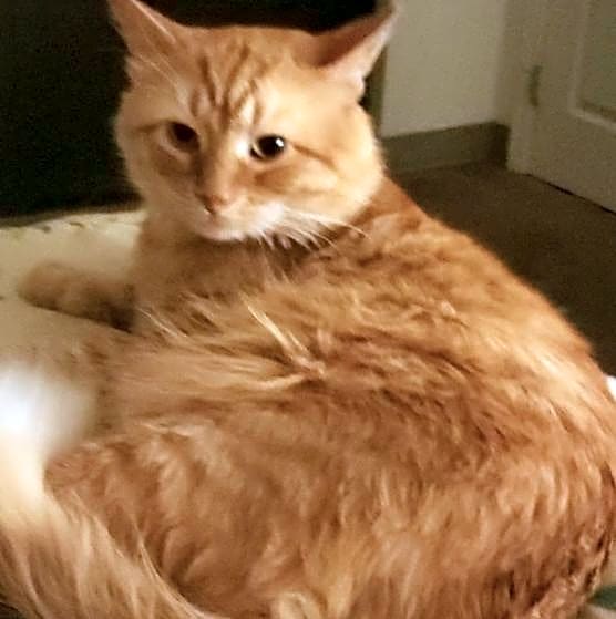 Photo of Felix