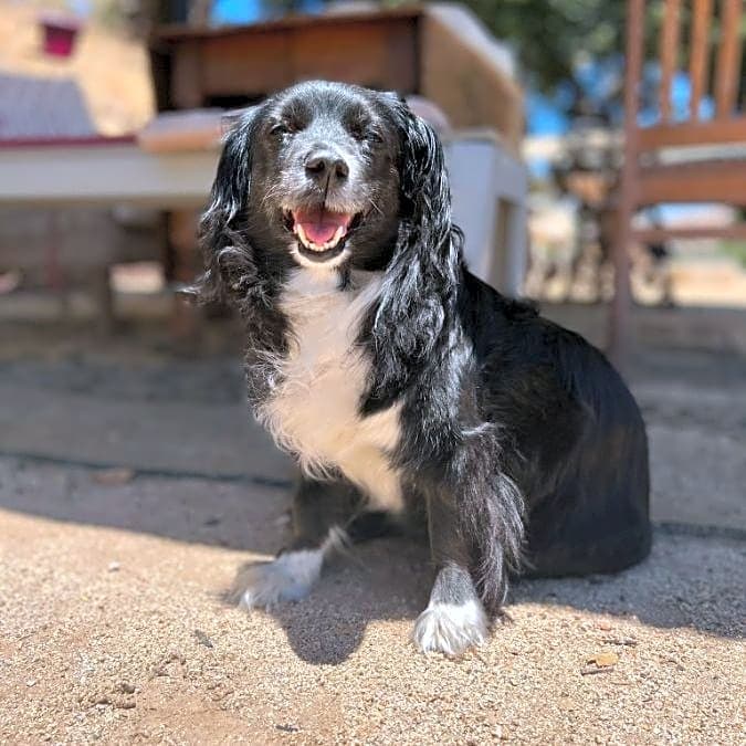 Photo of Leia