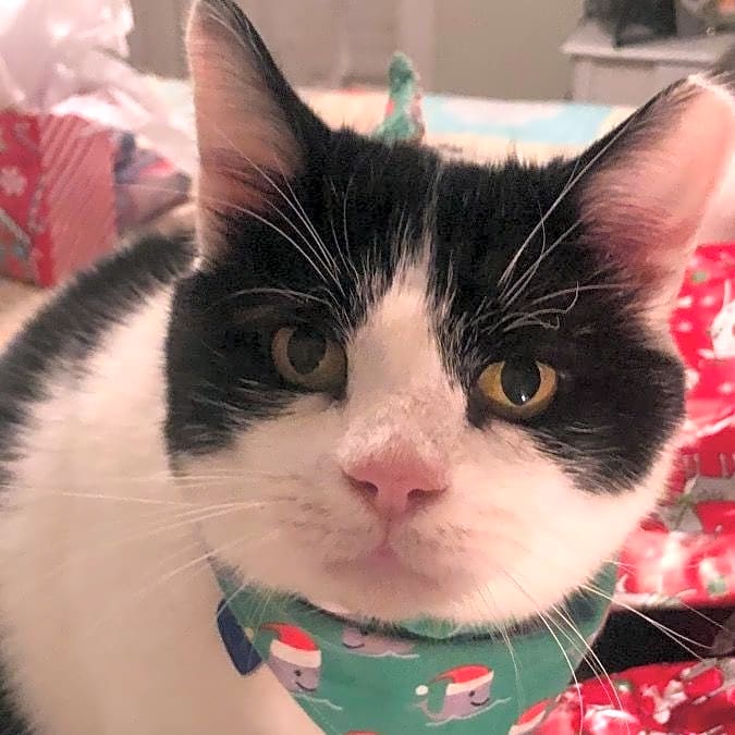 Photo of Mr.Kitty