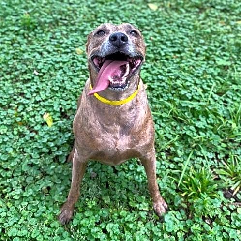 Photo of Copper