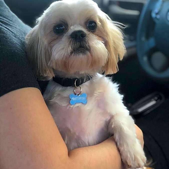 Photo of Chewy