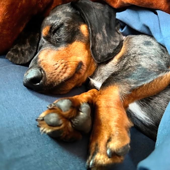 Photo of Mabel