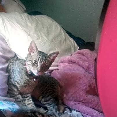 Photo of Emmett