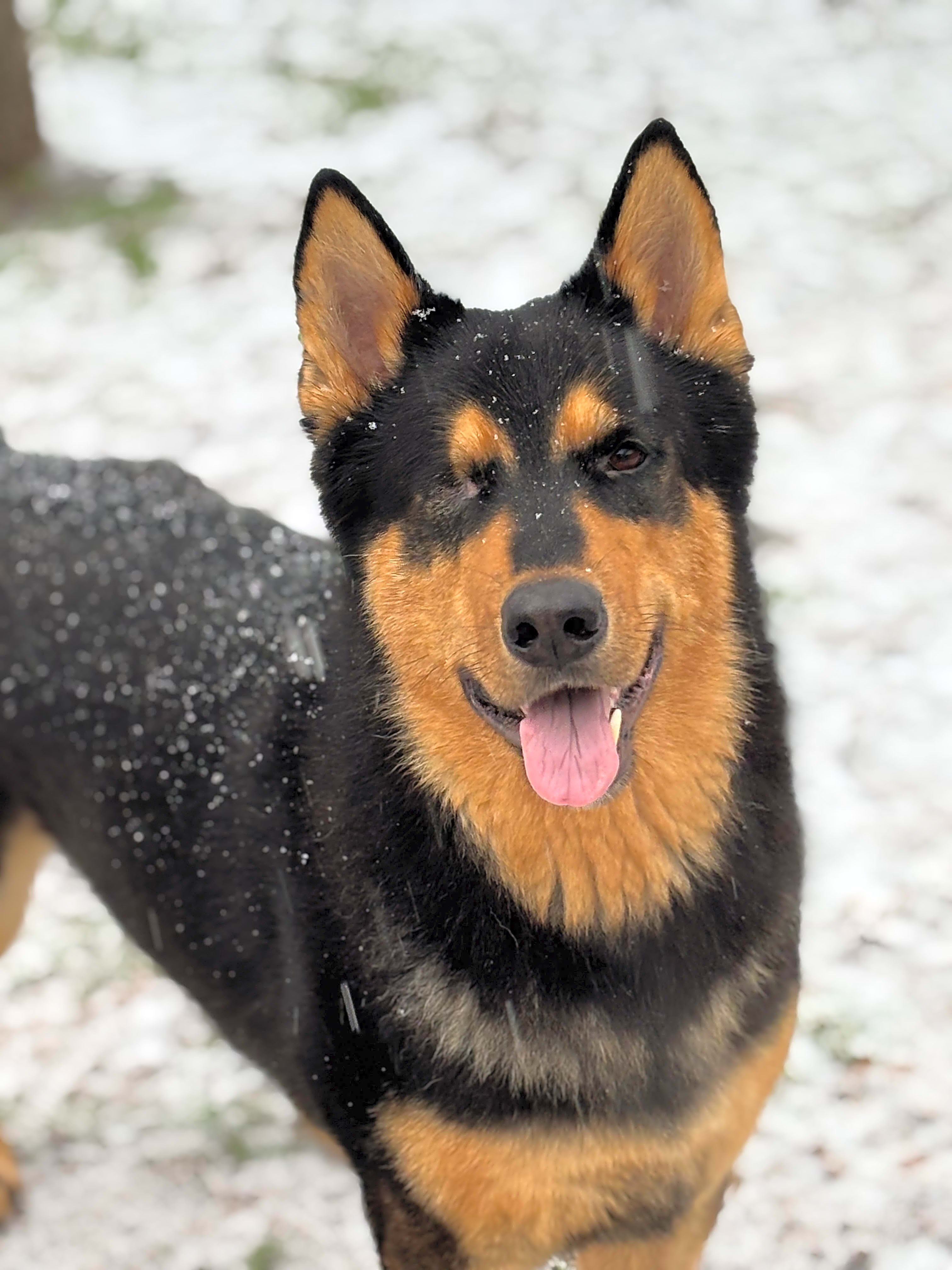 Photo of Moose