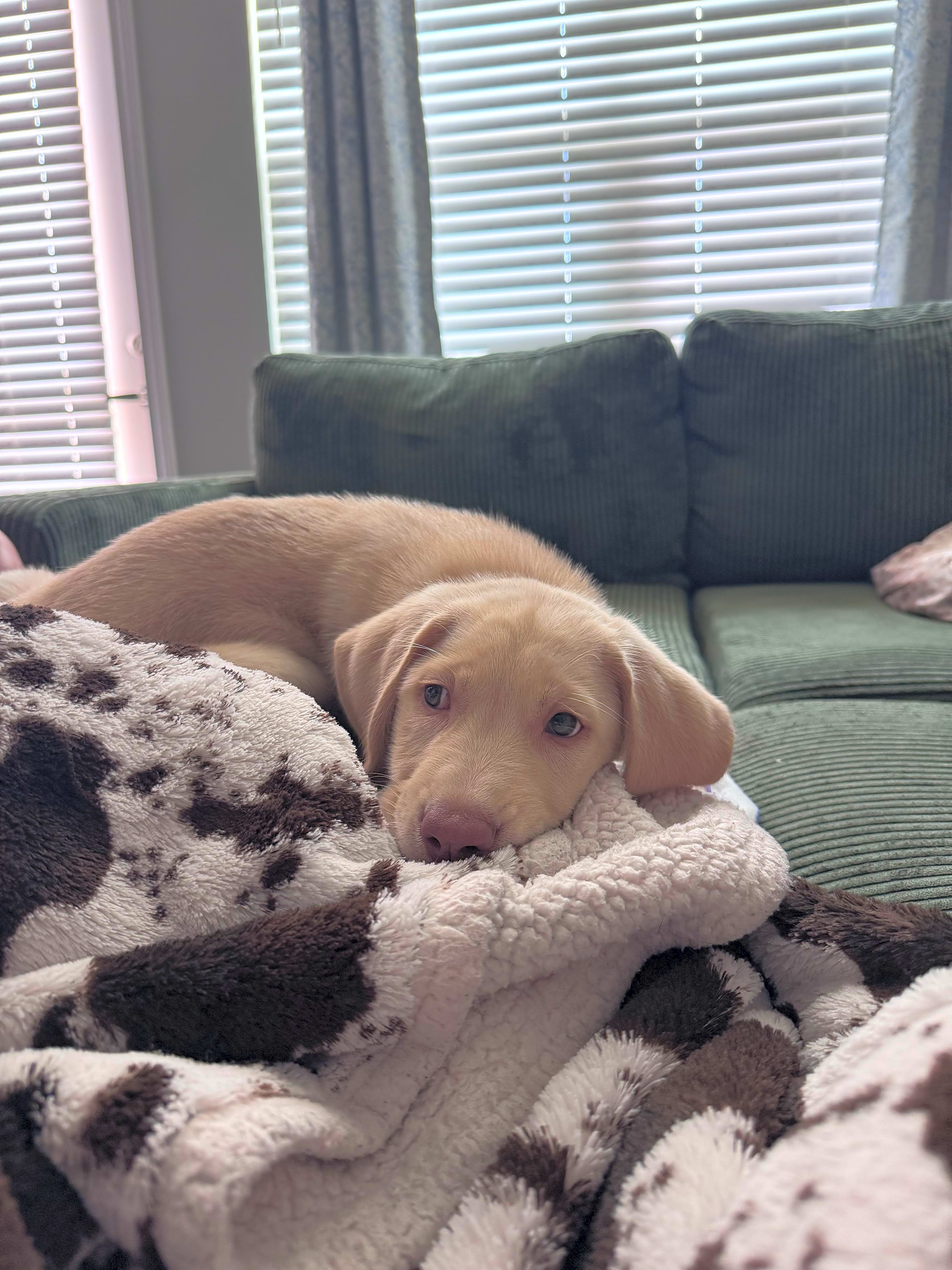 Photo of Goose