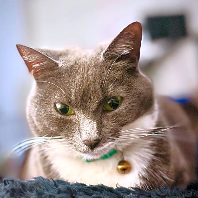 Photo of Belle