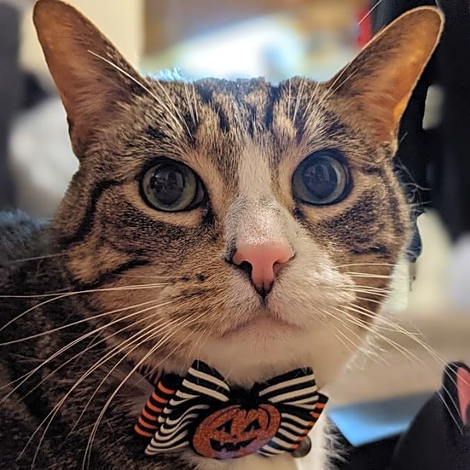 Photo of Spike