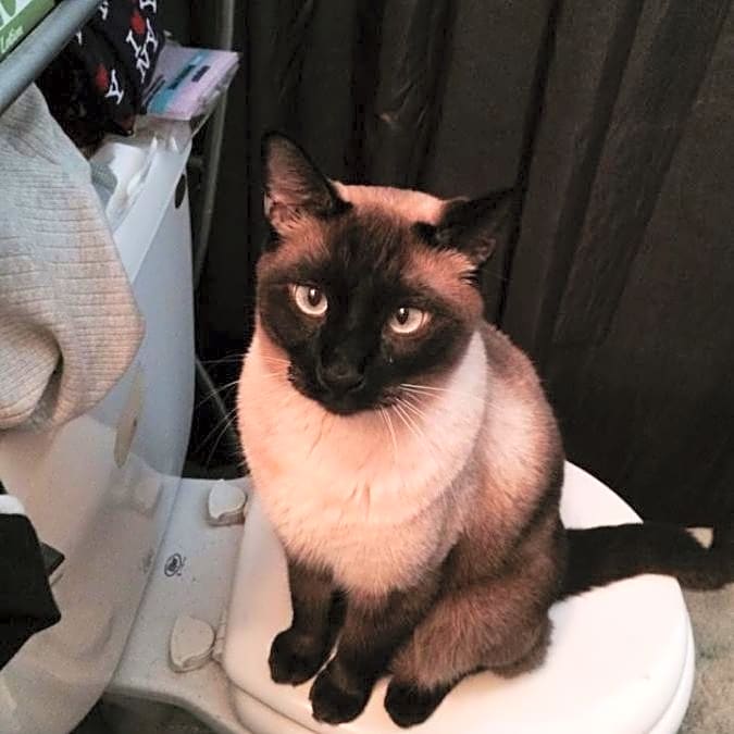 Photo of Bonbon