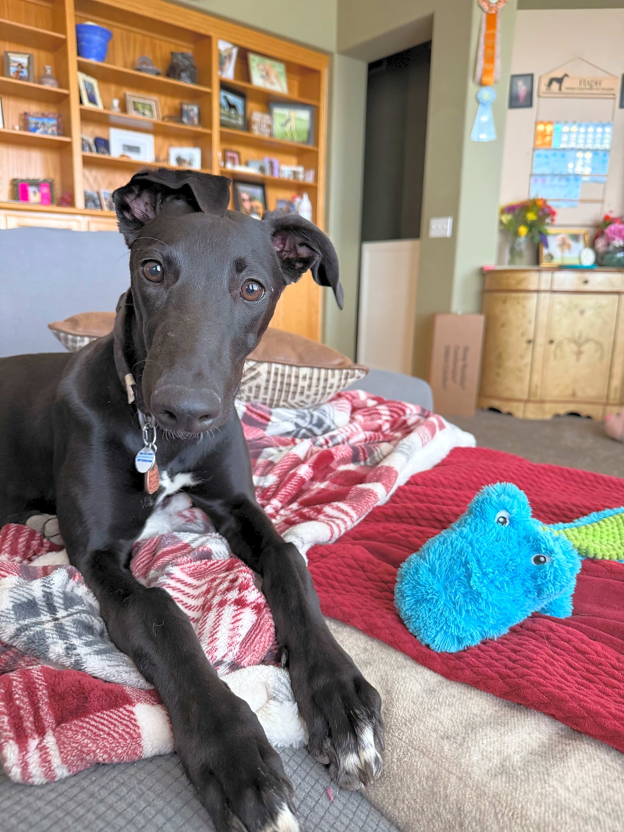 Photo of Ophelia