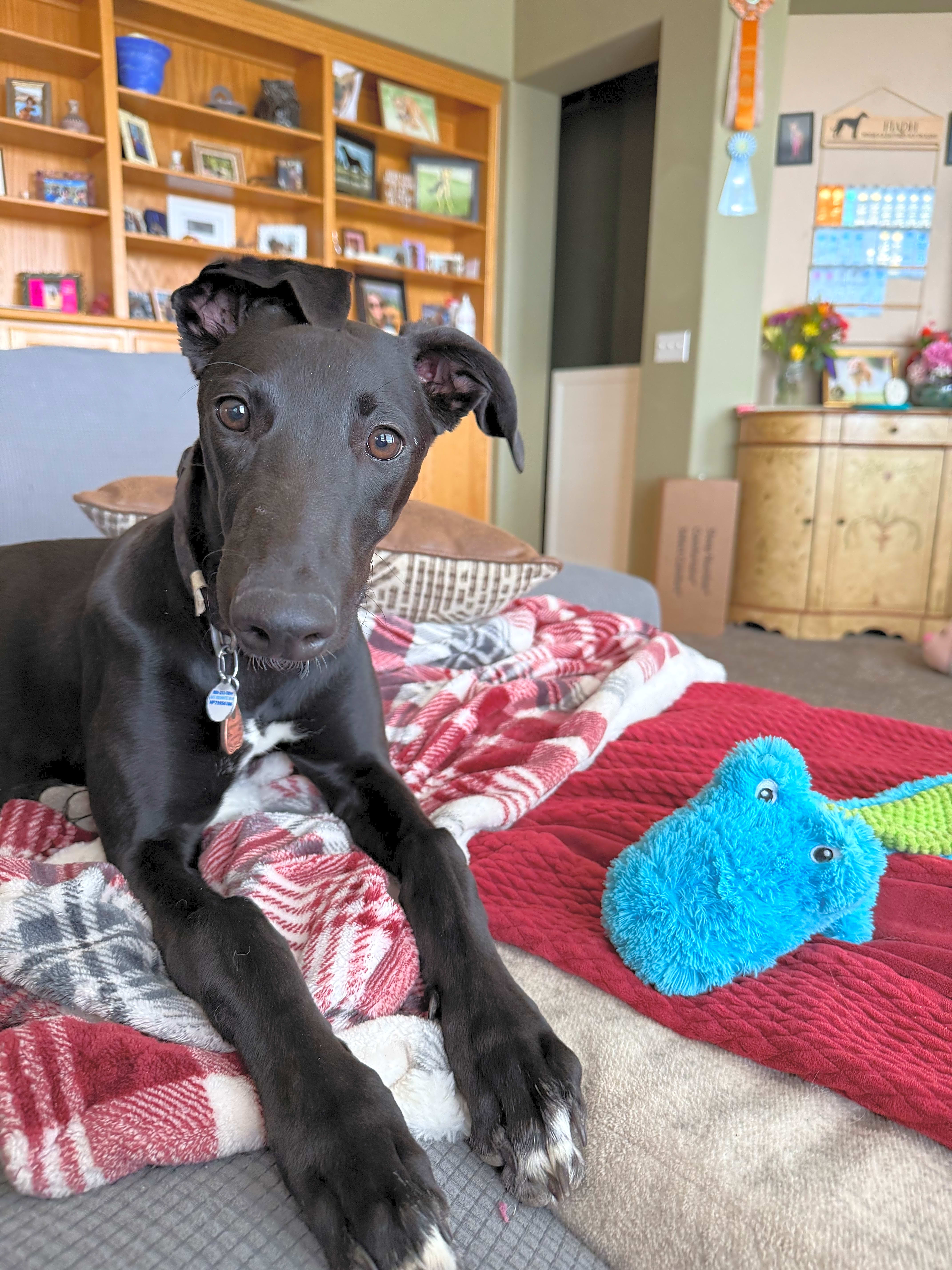 Photo of Ophelia