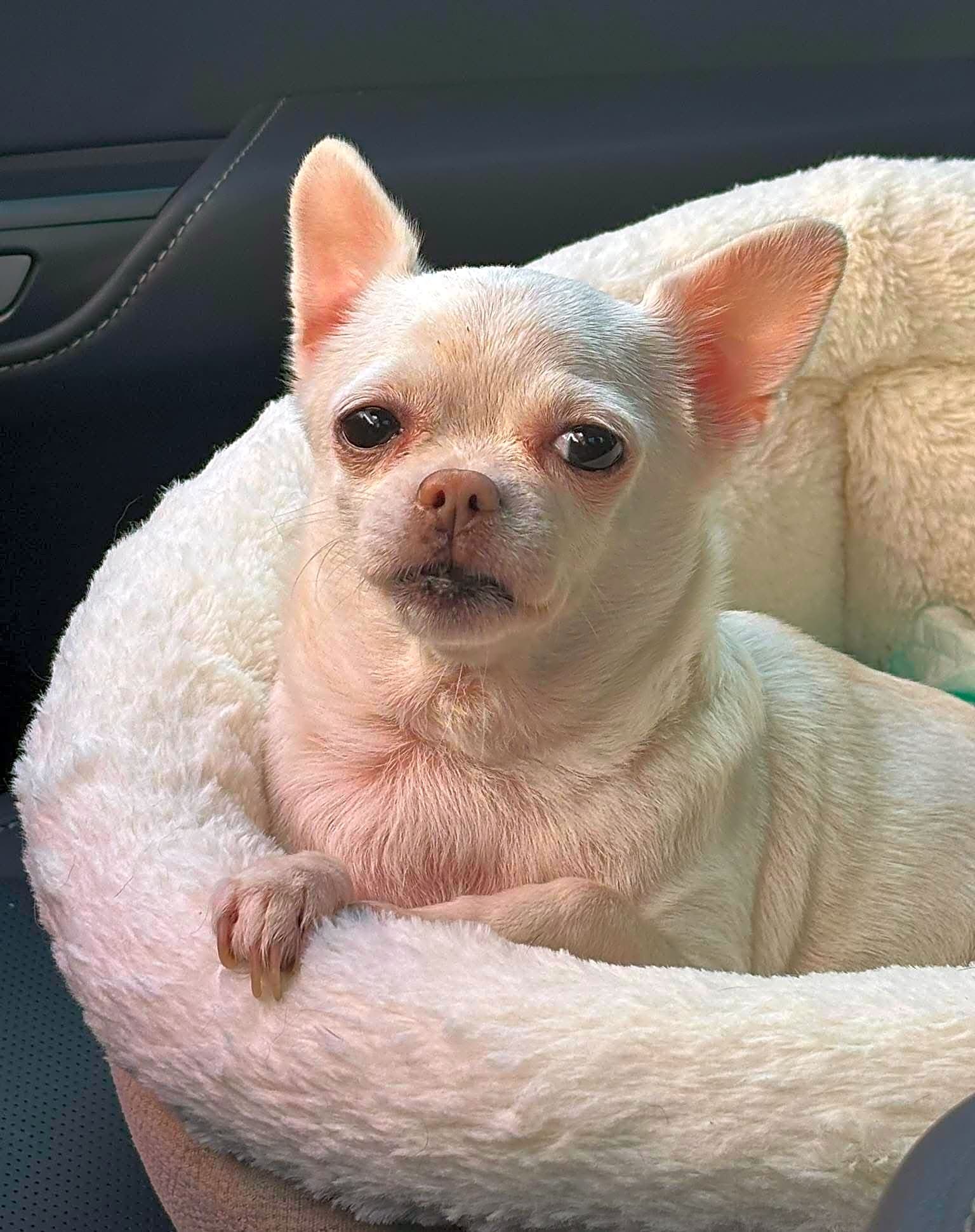 Photo of Maude