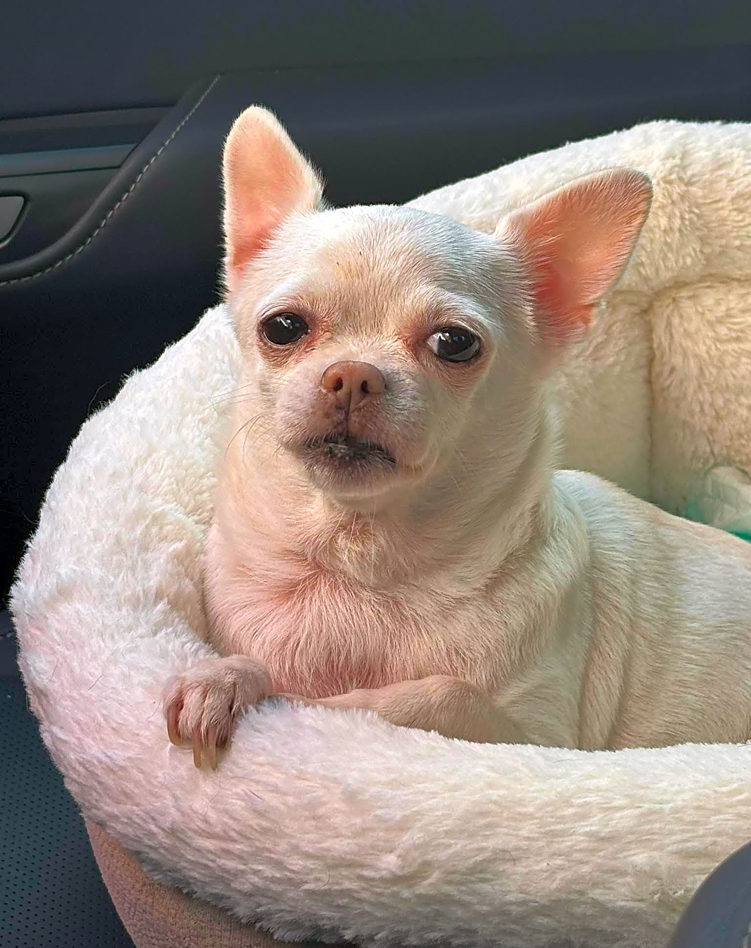 Photo of Maude