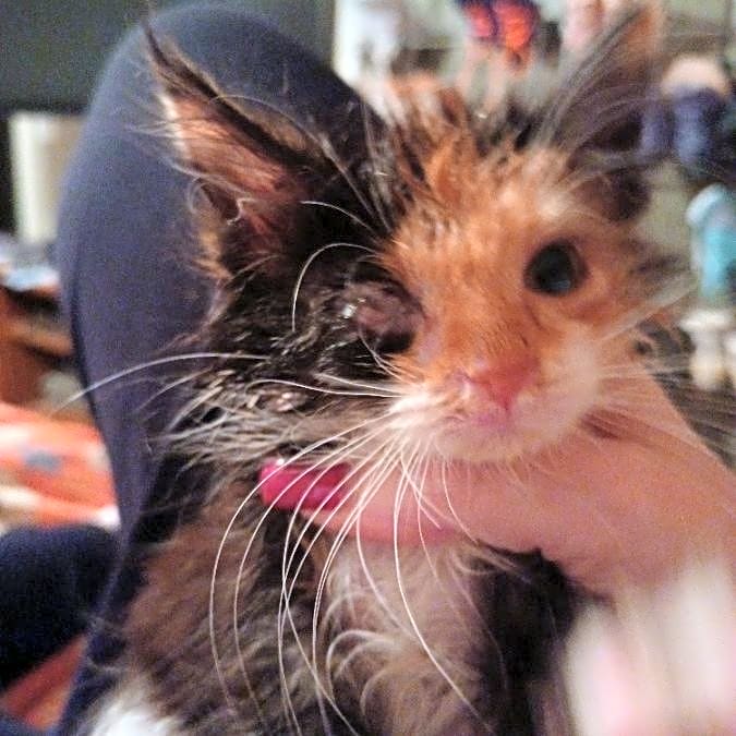 Photo of Roo Roo