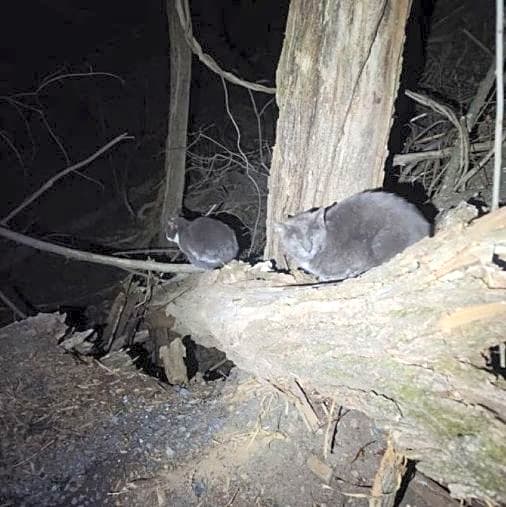 Photo of Cats from Hoarding Case