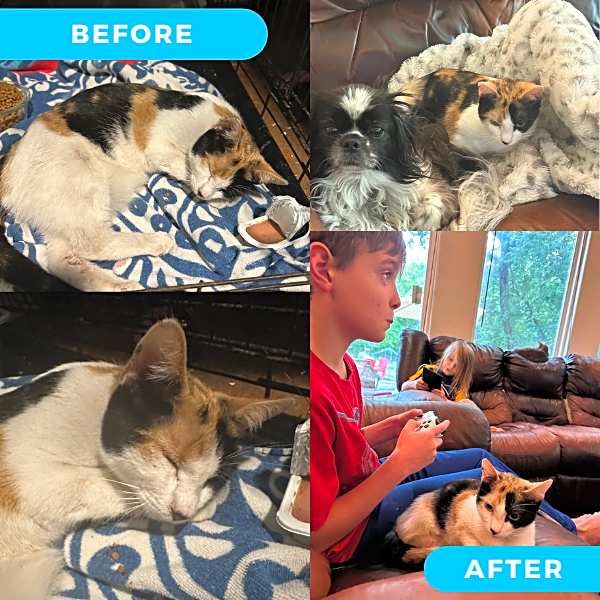 Photo of Patches