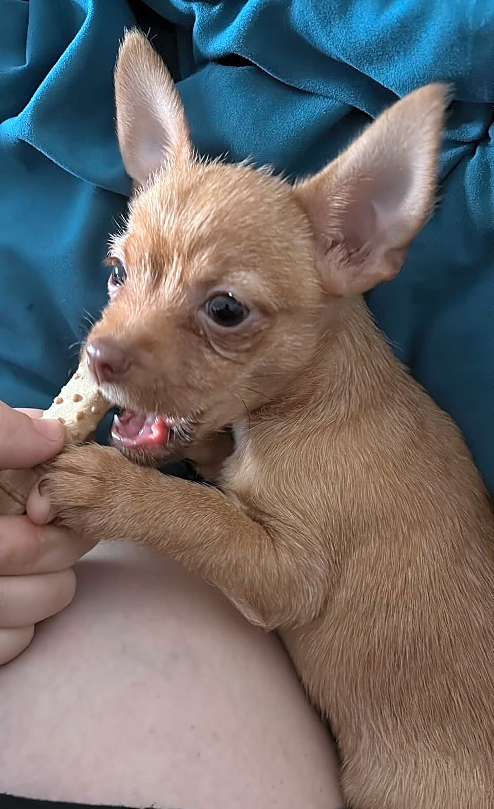 Photo of Pip