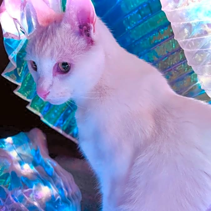 Photo of Lumos Ollivander