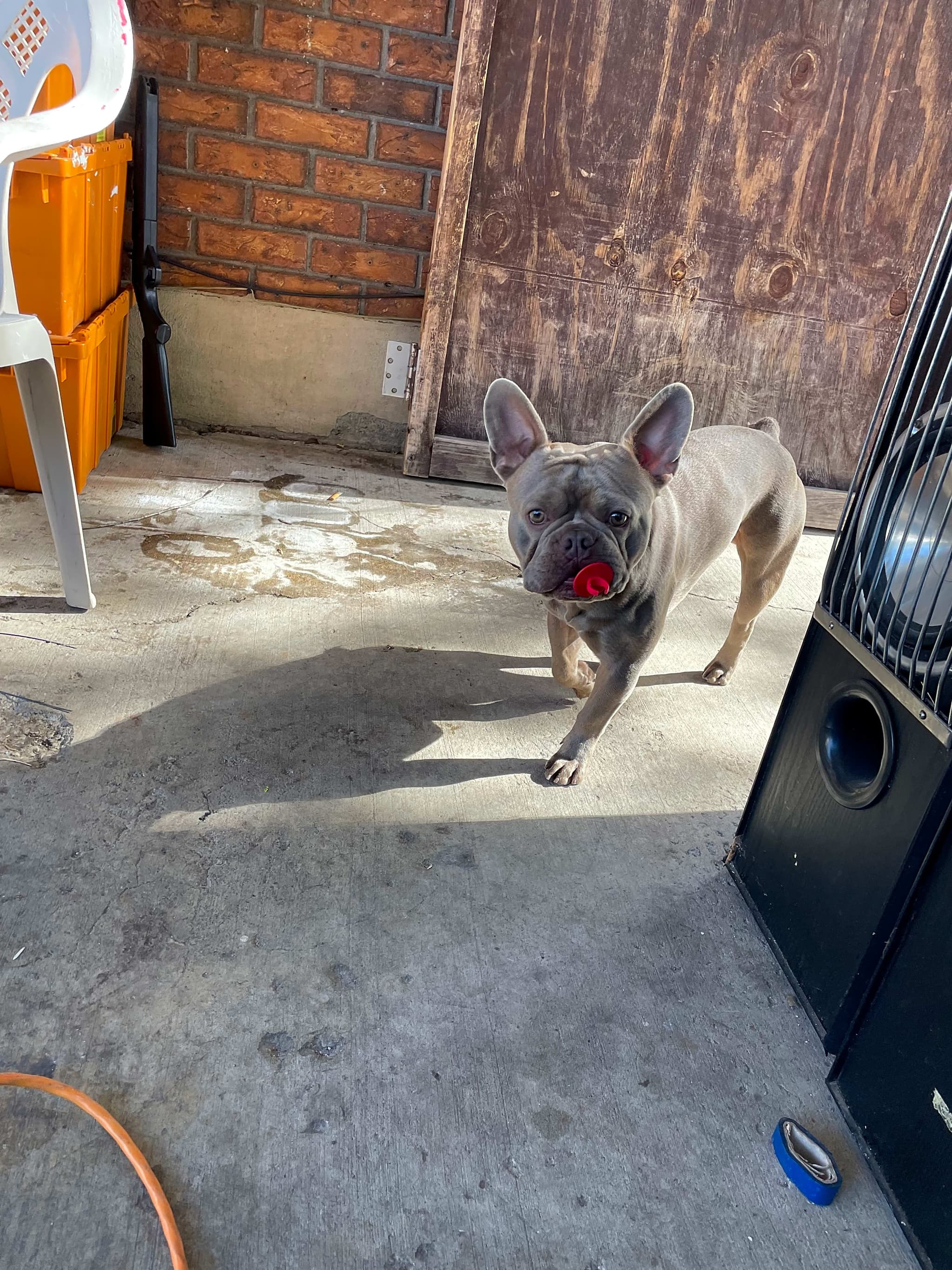 Photo of Chapo