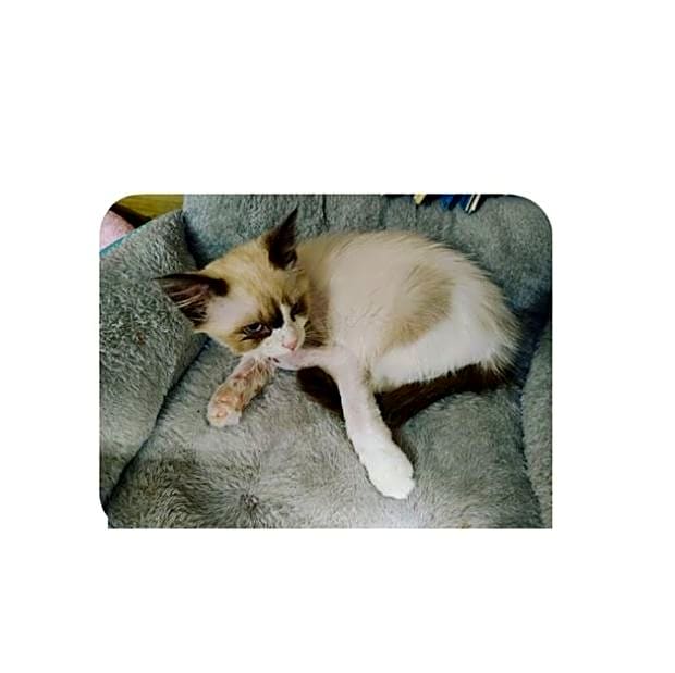 Photo of Leo