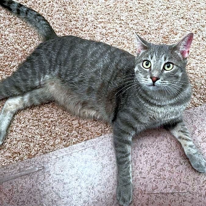 Photo of Comet