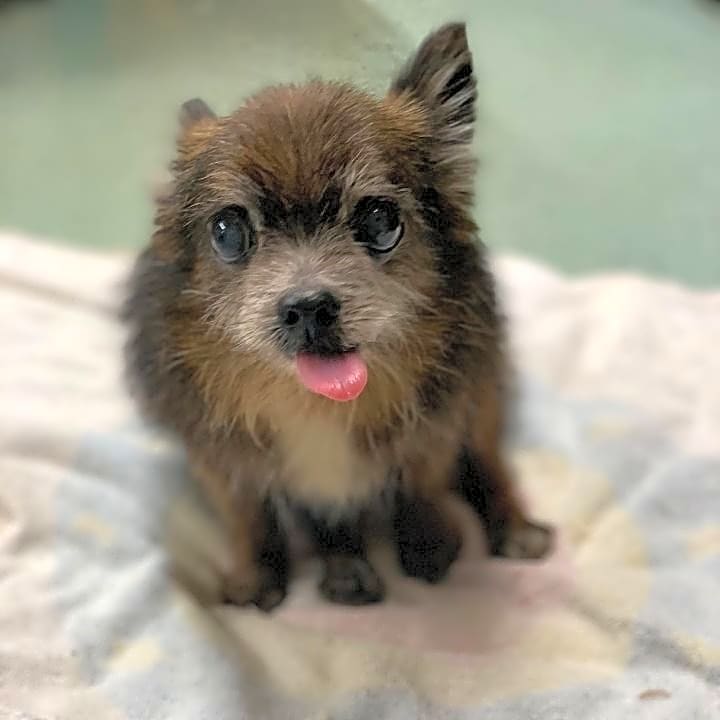 Photo of Littles