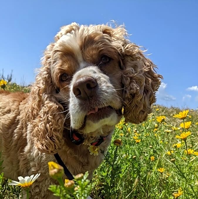 Photo of Bodhi