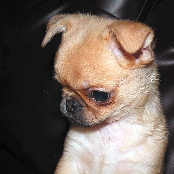 Photo of Beanie