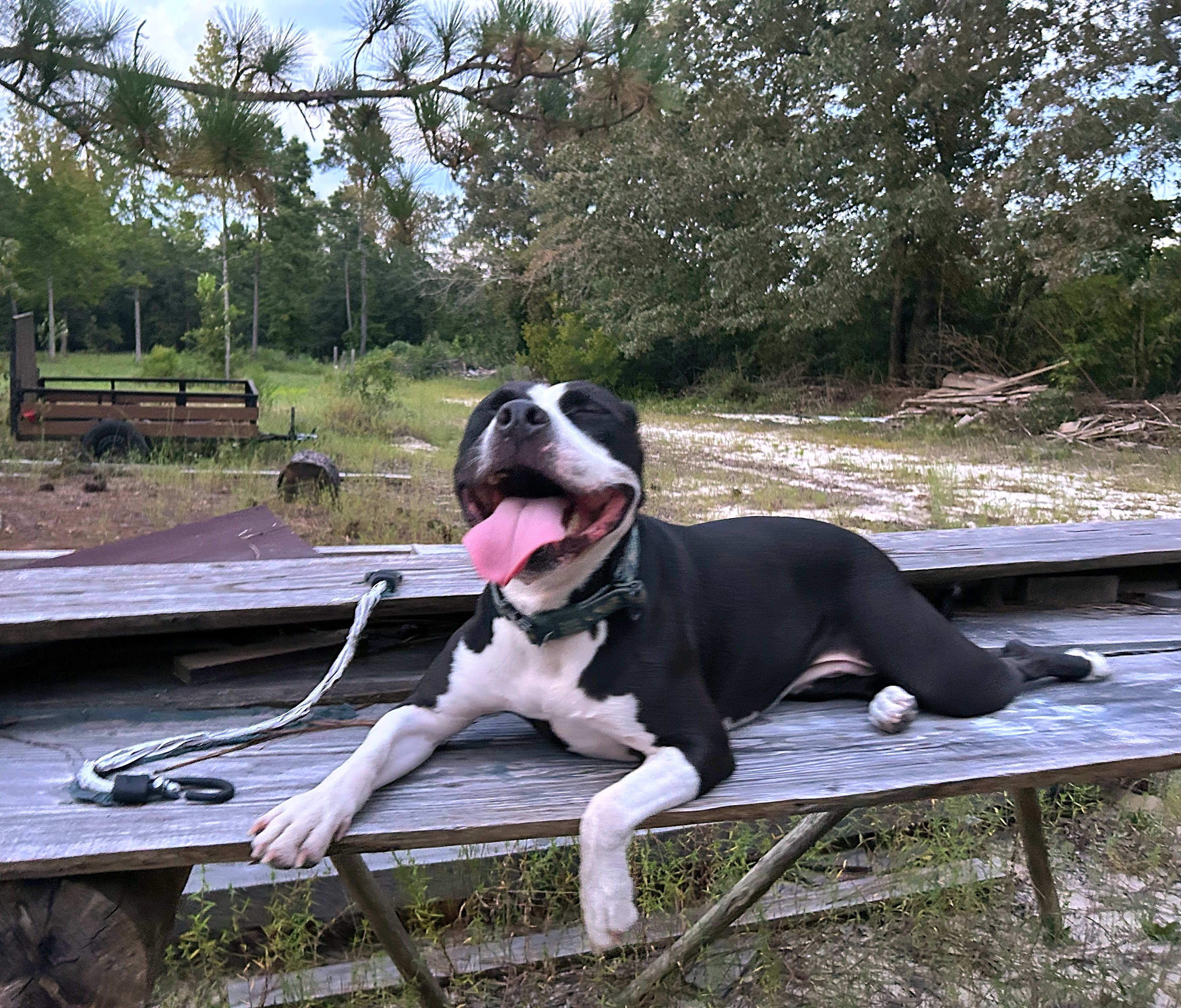 Photo of Nyx
