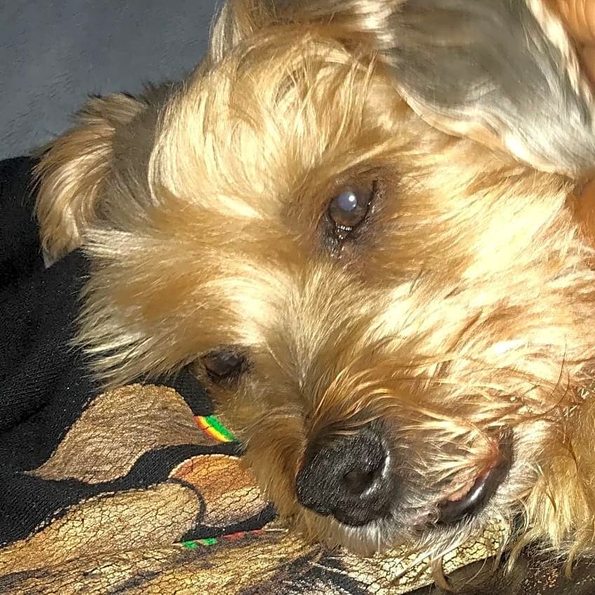 Photo of Henry
