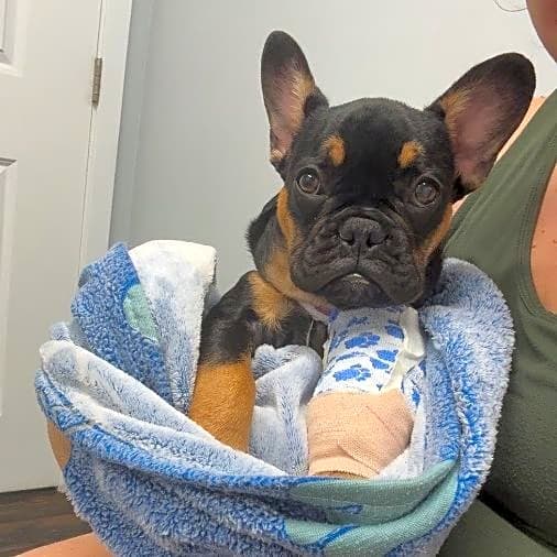 Photo of Bruno