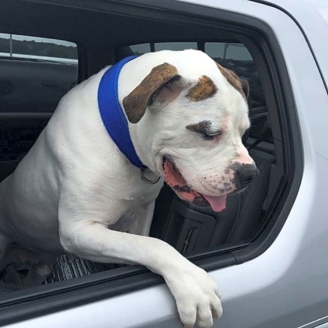 Photo of Apollo