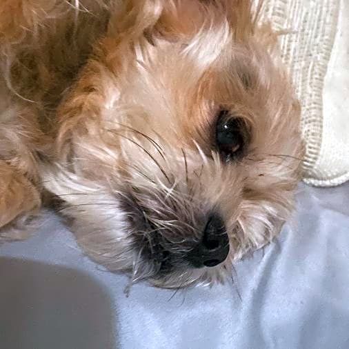 Photo of Lucas