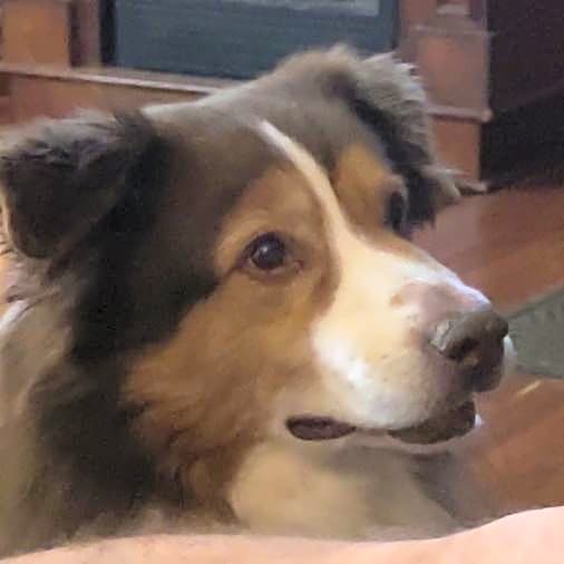 Photo of Gunner
