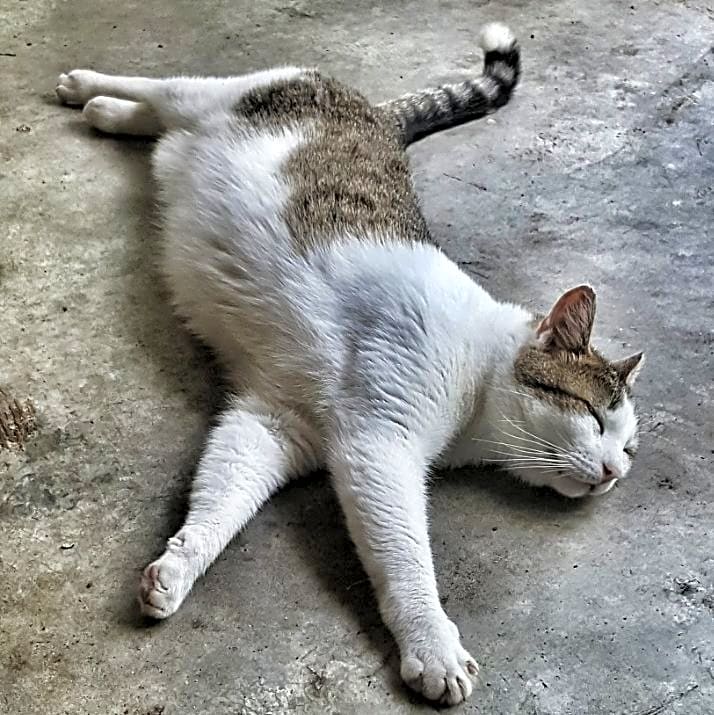Photo of Dexter