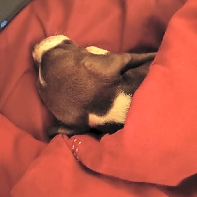 Photo of Coco brownie
