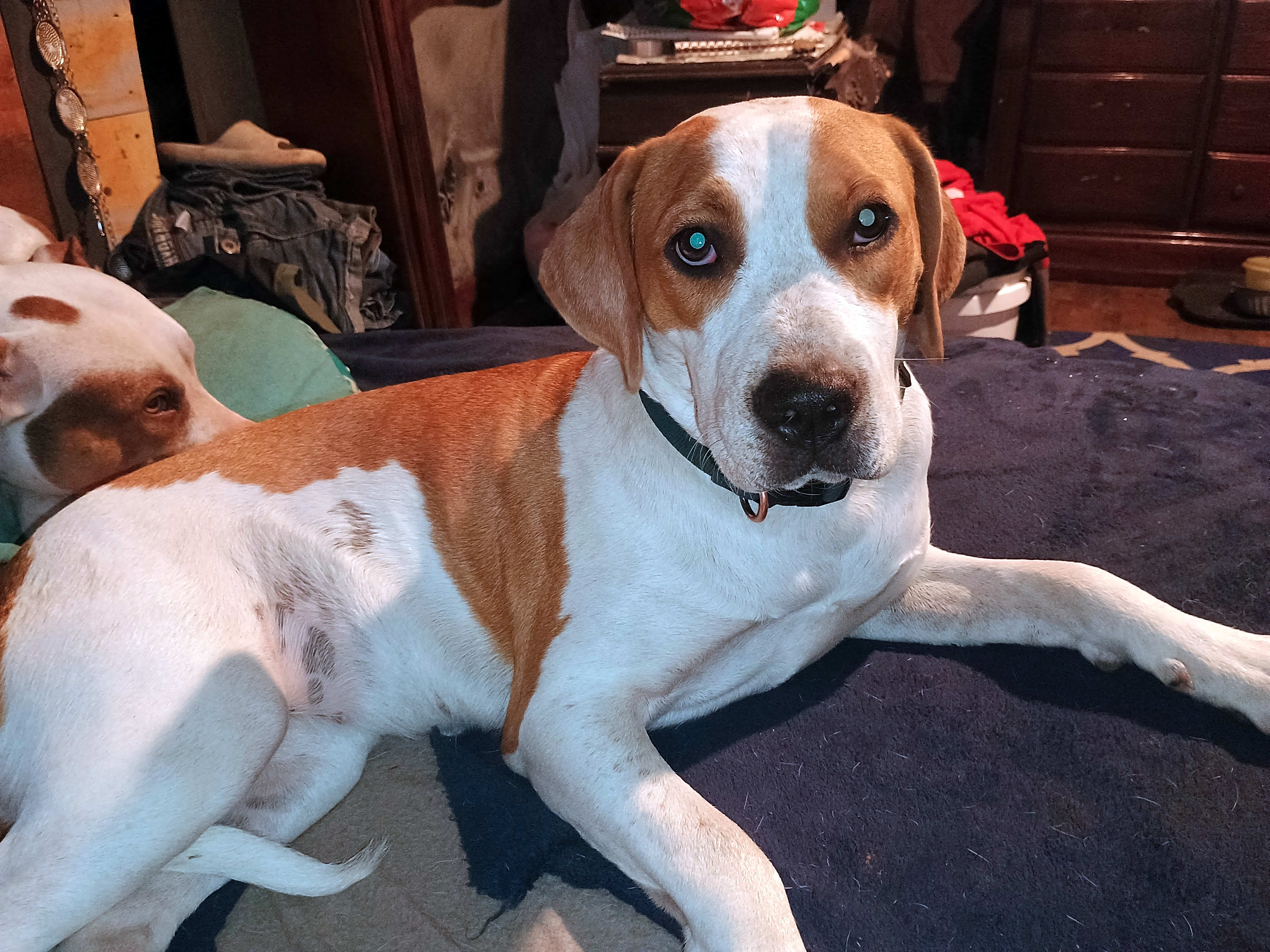 Photo of Puppy