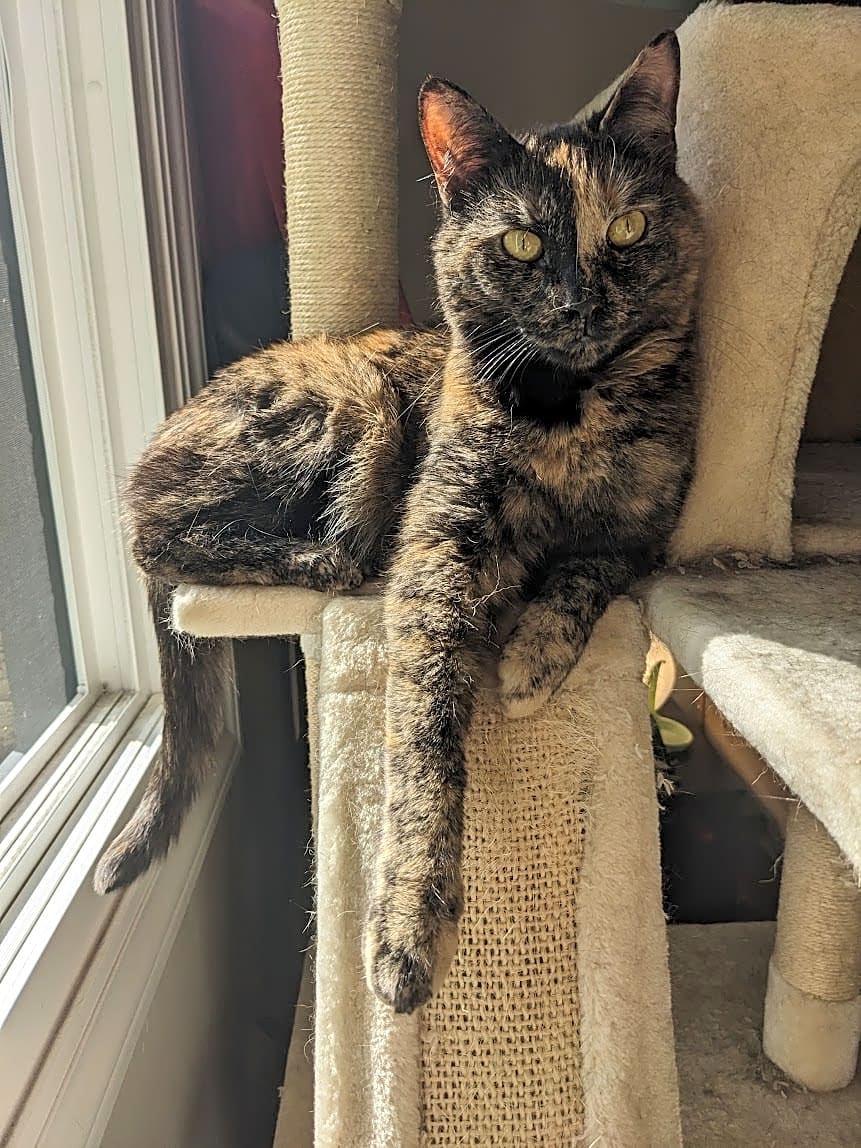 Photo of Daphne