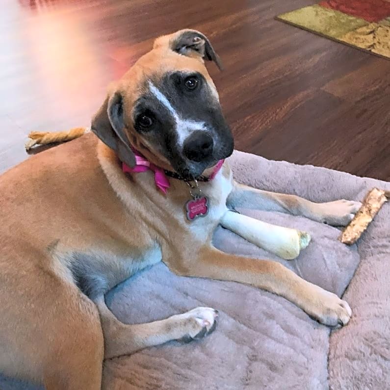 Photo of Sofi