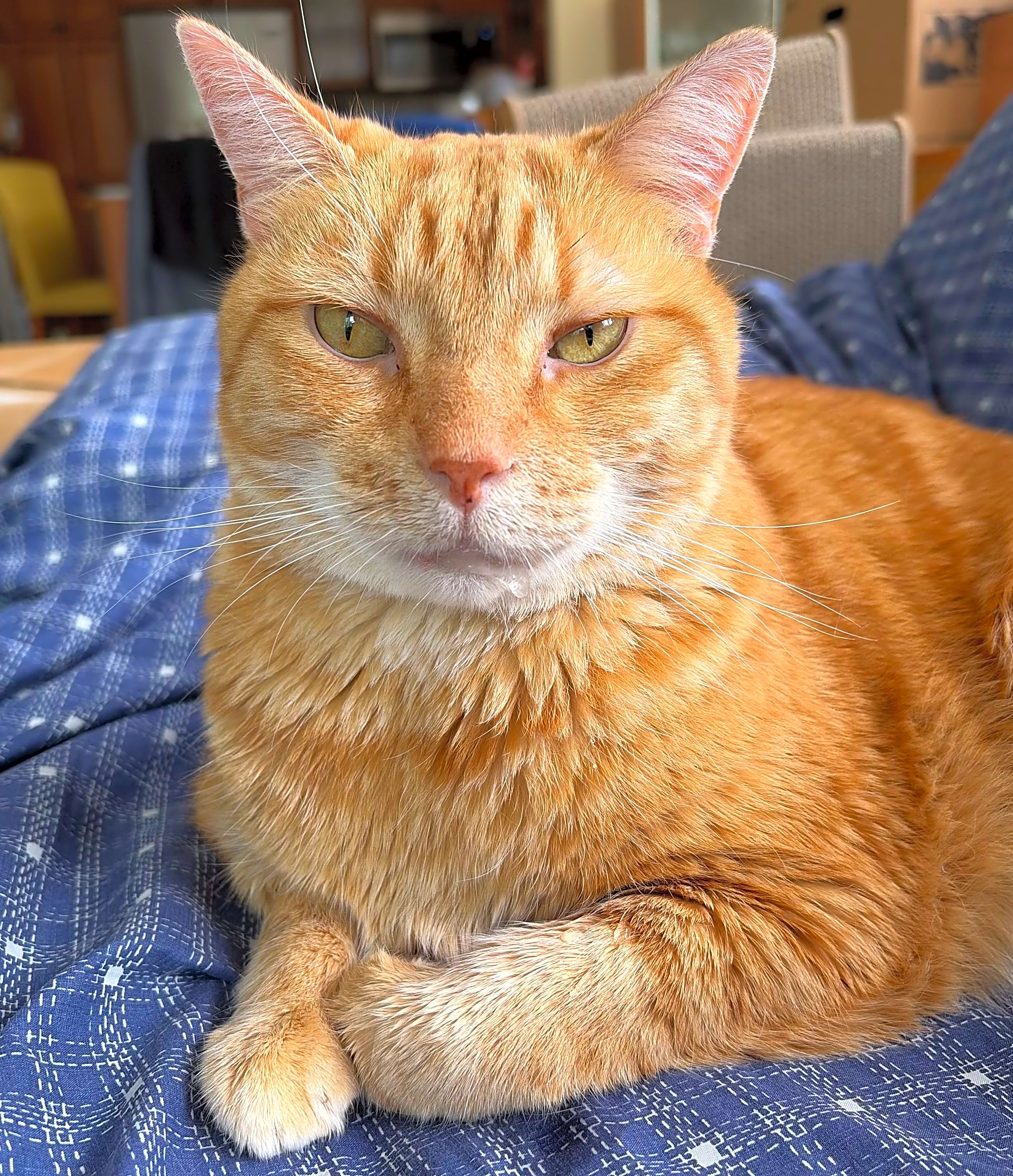 Photo of Gingy
