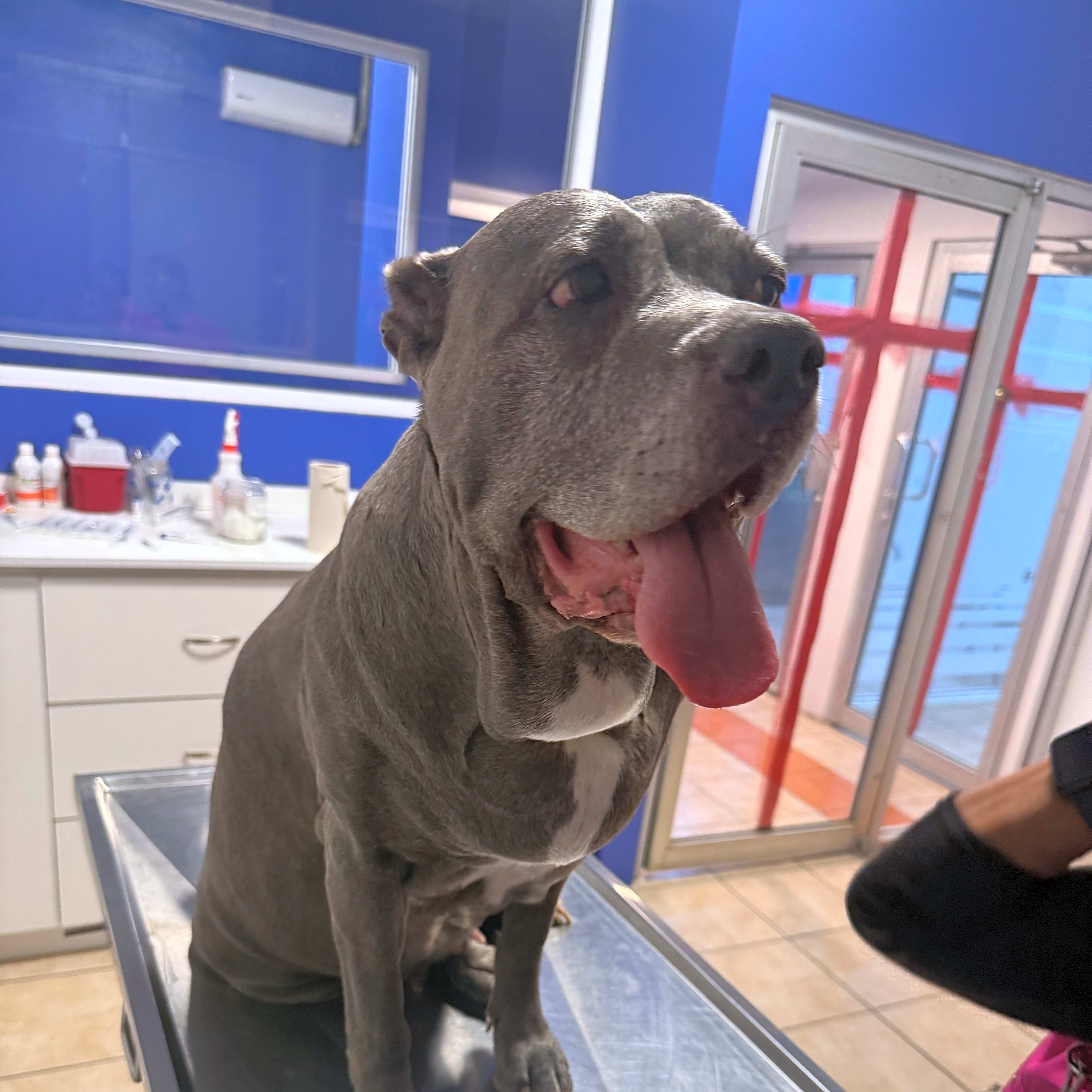 Photo of Blue